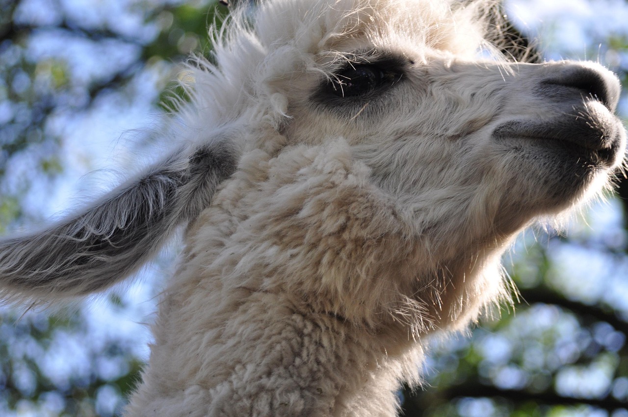 天狮娱乐,注册|上海代理注册公司电话