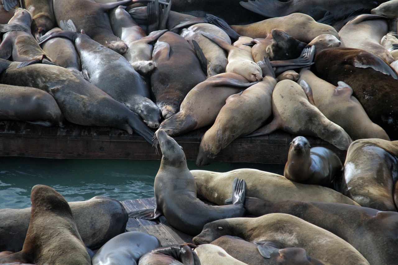 各类app实名实名账号:注册支付宝账号并实名认证